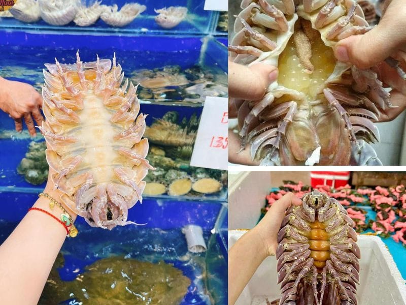 Bọ biển mập tươi ngon